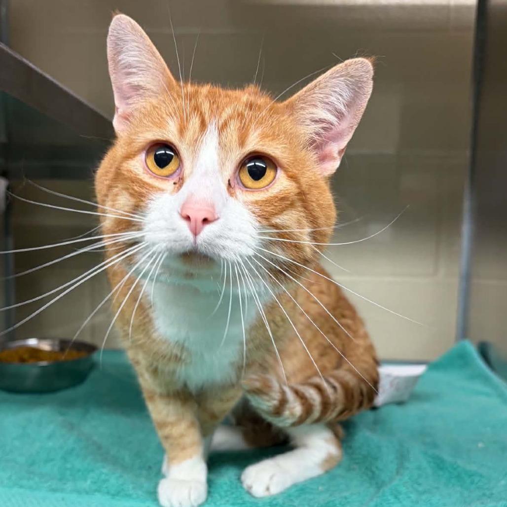 Lorax, Adoptable, Adult Male Domestic Medium Hair.