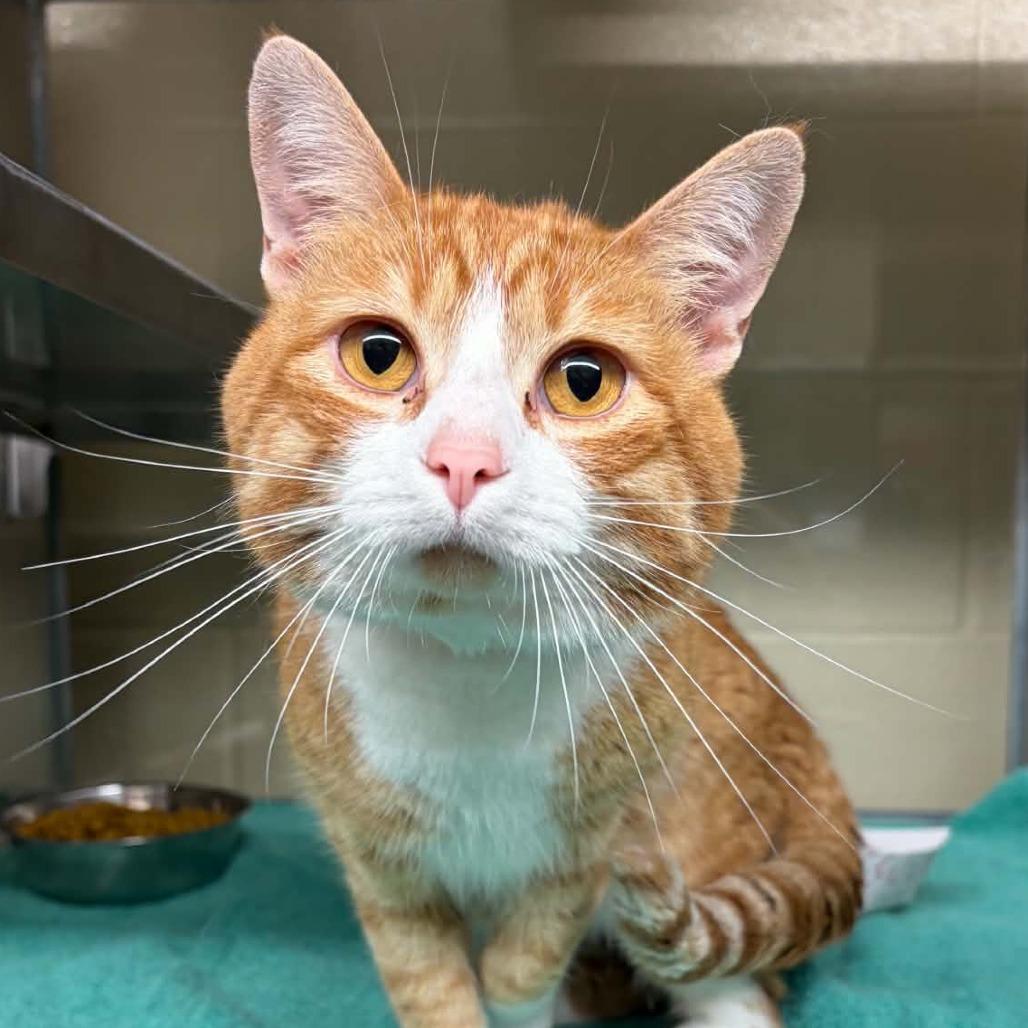 Enlarge Lorax, a Adoptable Domestic Medium Hair in Mooresville, NC image 2/6