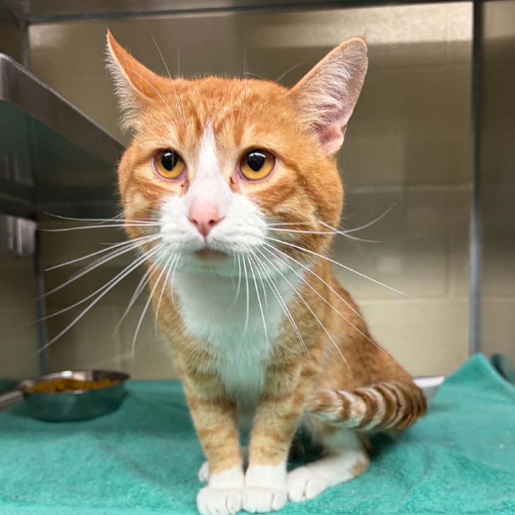 Enlarge Lorax, a Adoptable Domestic Medium Hair in Mooresville, NC image 3/6