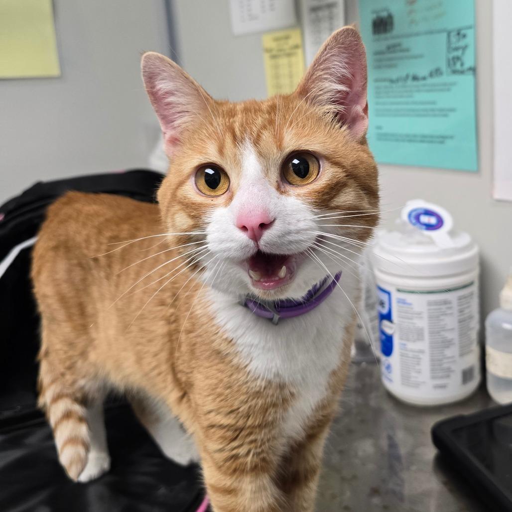 Enlarge Lorax, a Adoptable Domestic Medium Hair in Mooresville, NC image 4/6