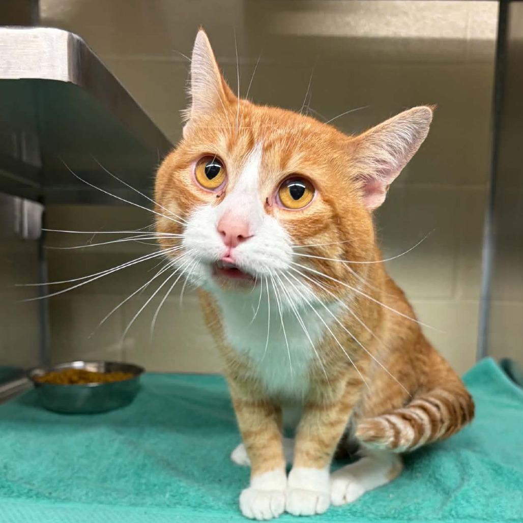 Enlarge Lorax, a Adoptable Domestic Medium Hair in Mooresville, NC image 5/6
