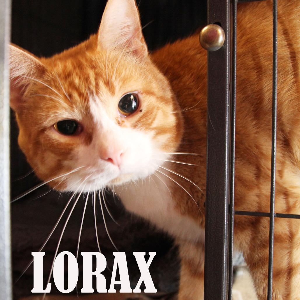 Enlarge Lorax, a Adoptable Domestic Medium Hair in Mooresville, NC image 6/6
