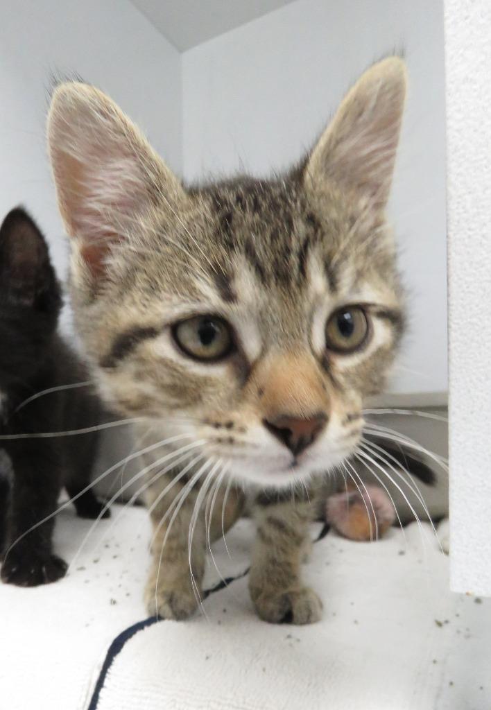 Denim, Adoptable, Kitten Male Domestic Short Hair.