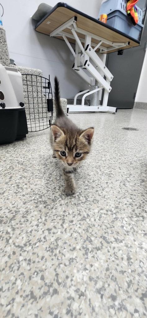 Enlarge Denim, a Adoptable mixed breed in Van Wert, OH image 2/2