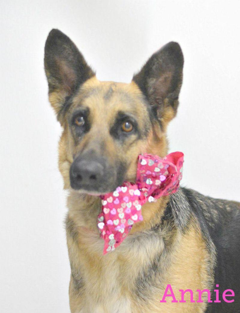 Enlarge Annie, a Adoptable German Shepherd Dog in Lake Havasu City, AZ image 1/1
