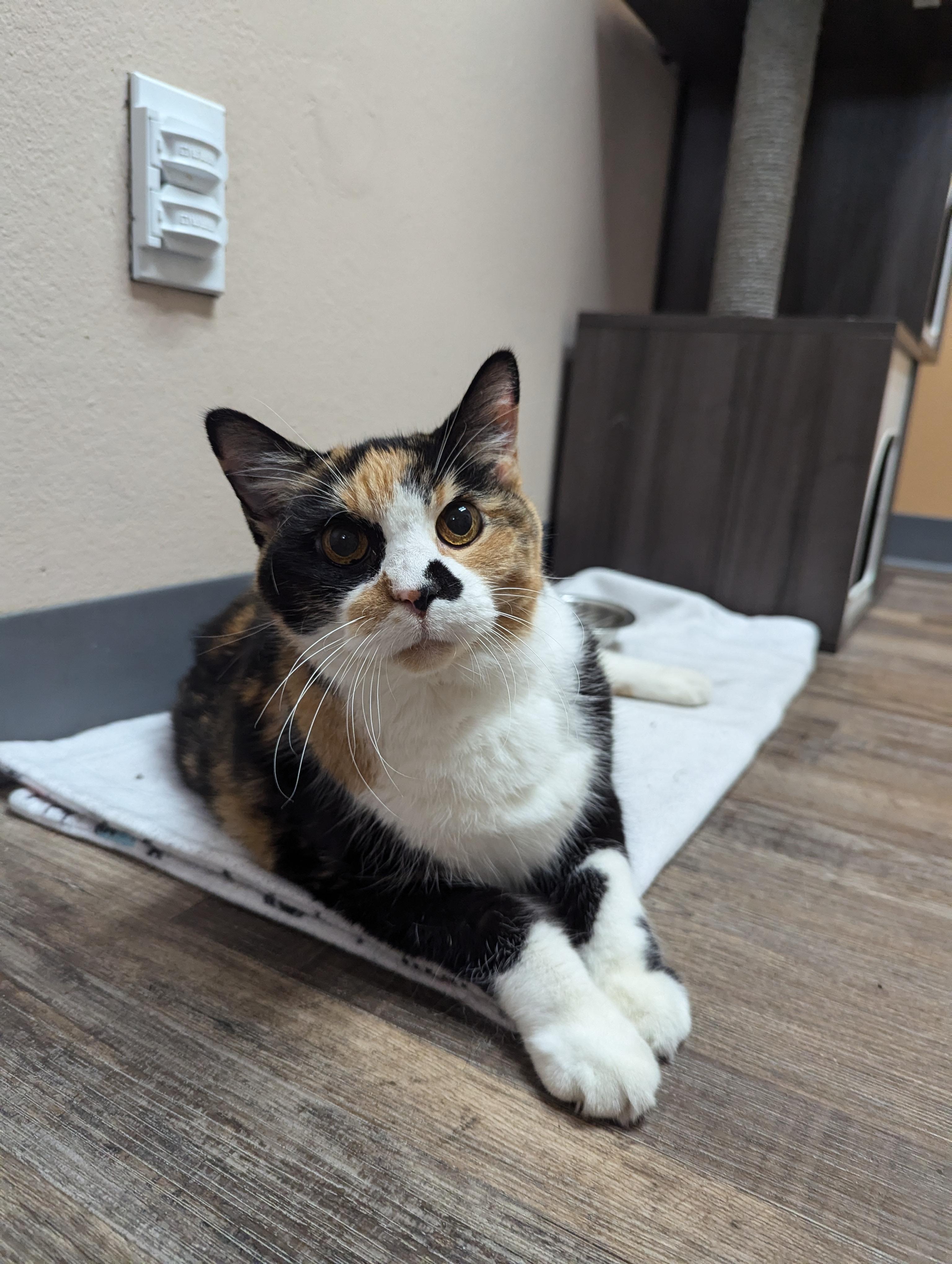 Callie, an adoptable Domestic Short Hair in Oconto, WI, 54153 | Photo Image 1