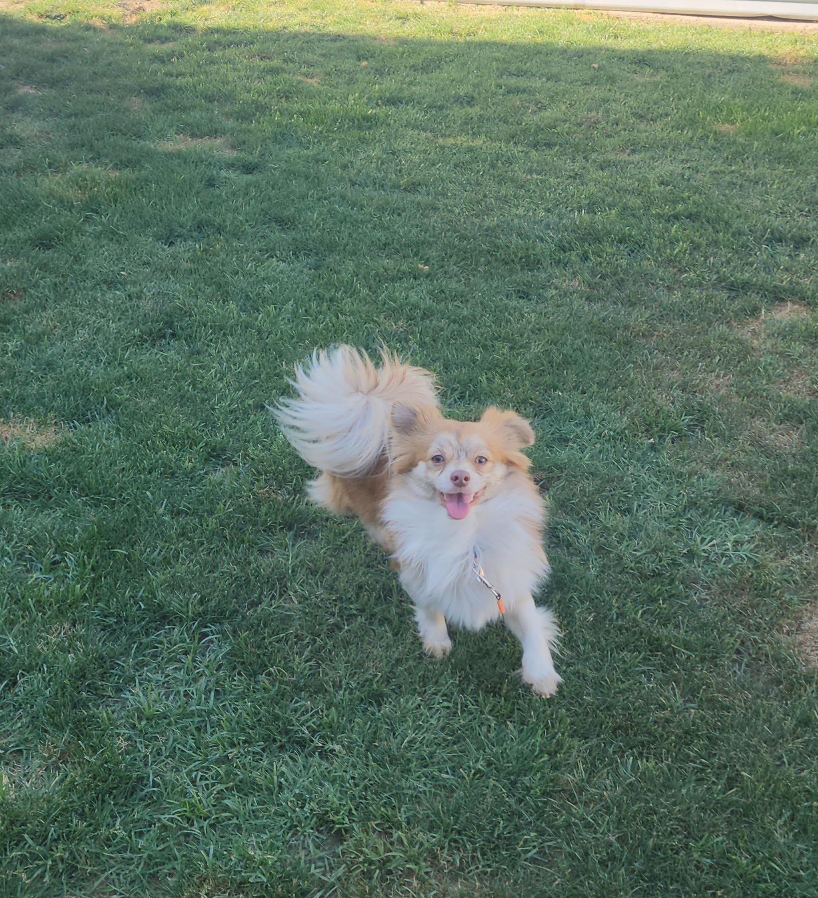 Enlarge Foxy Paw-Paw , a ADOPTABLE mixed breed in Bakersfield, CA image 3/3