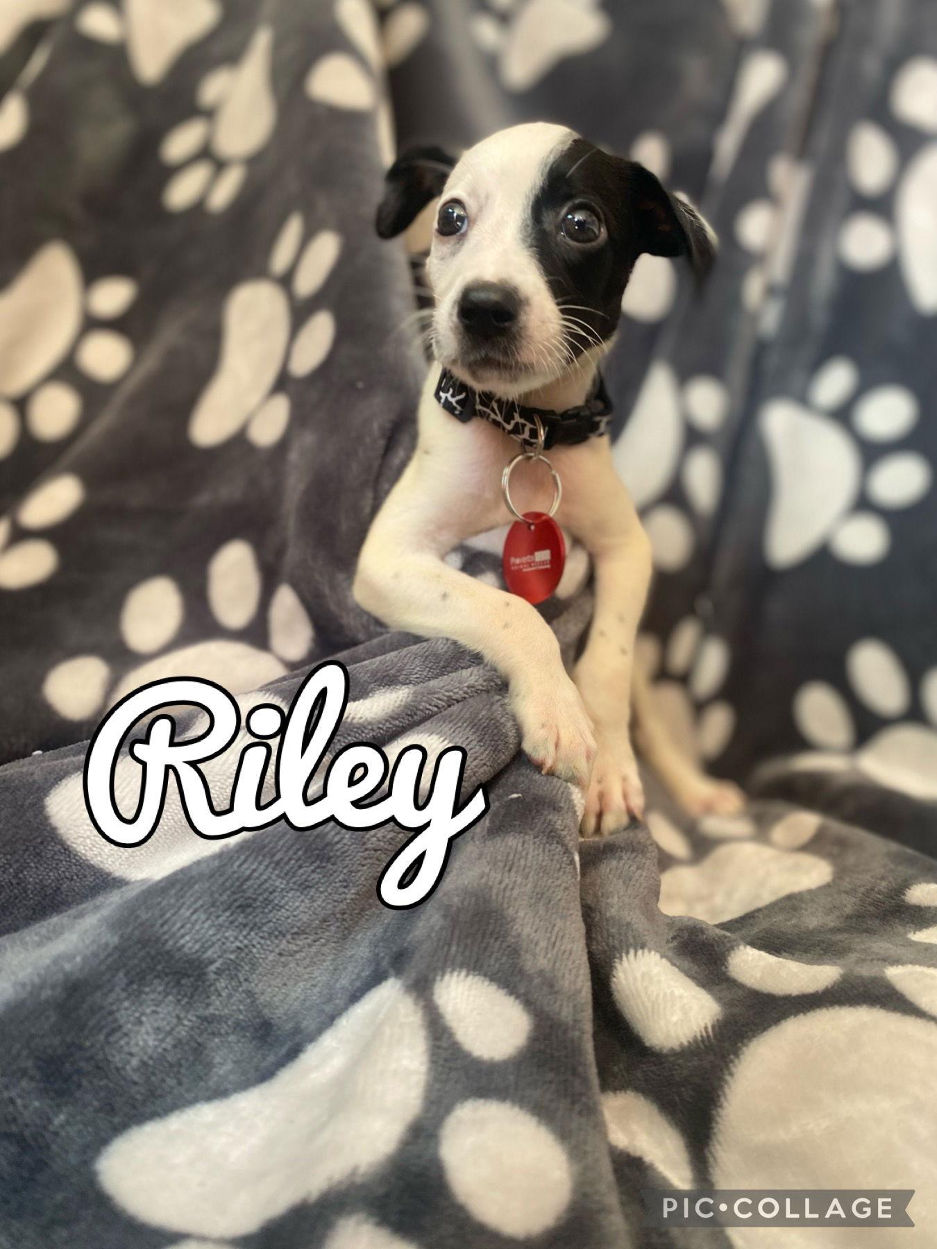 Toby, Adopted, Puppy Male Chihuahua.