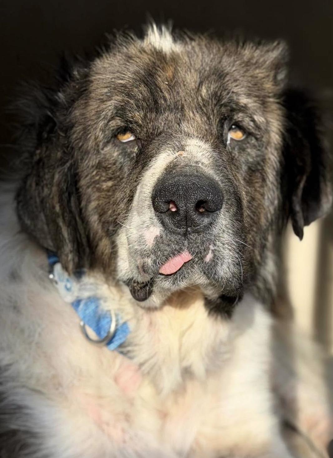 Enlarge Winter, a Adoptable mixed breed in Santa Rosa, CA image 1/1