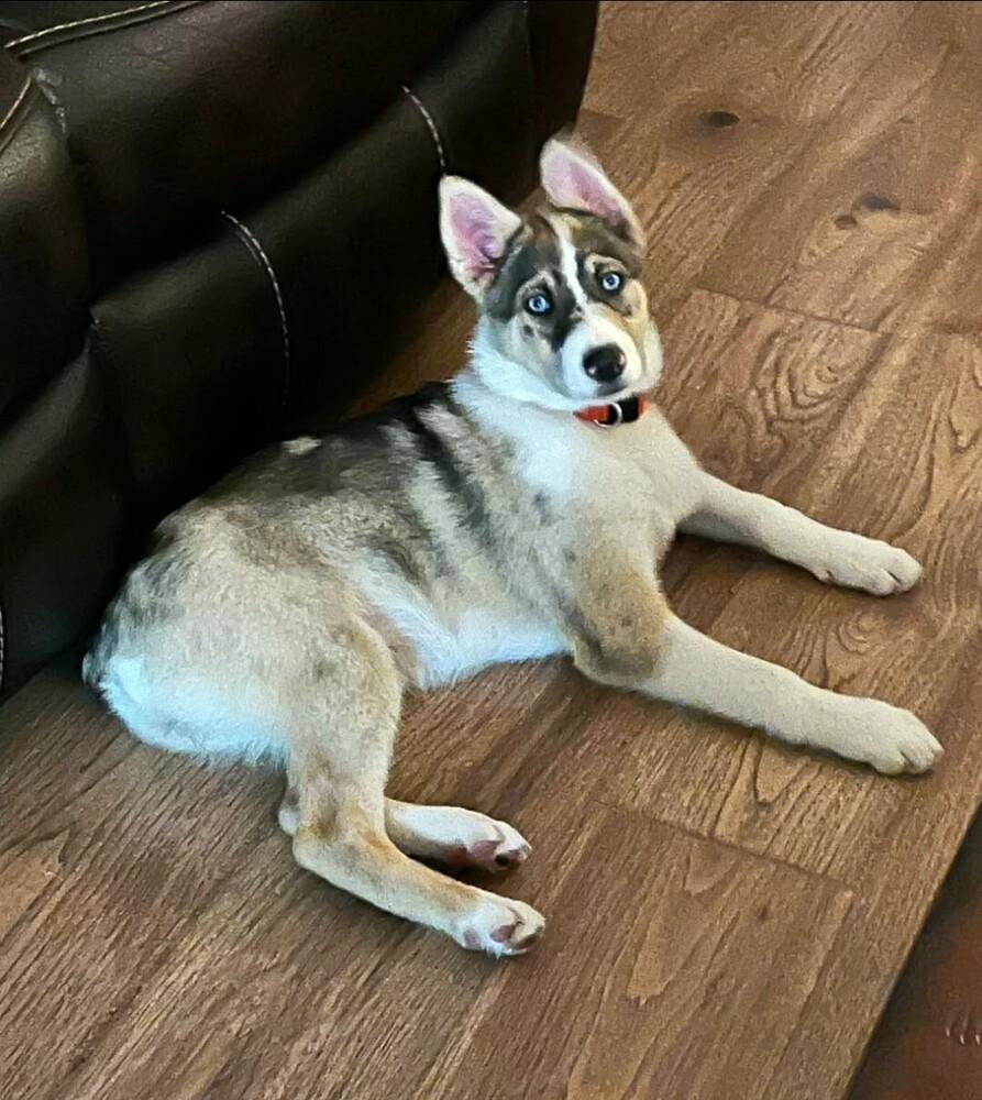 Olive, Adoptable, Puppy Female Australian Shepherd & Husky.