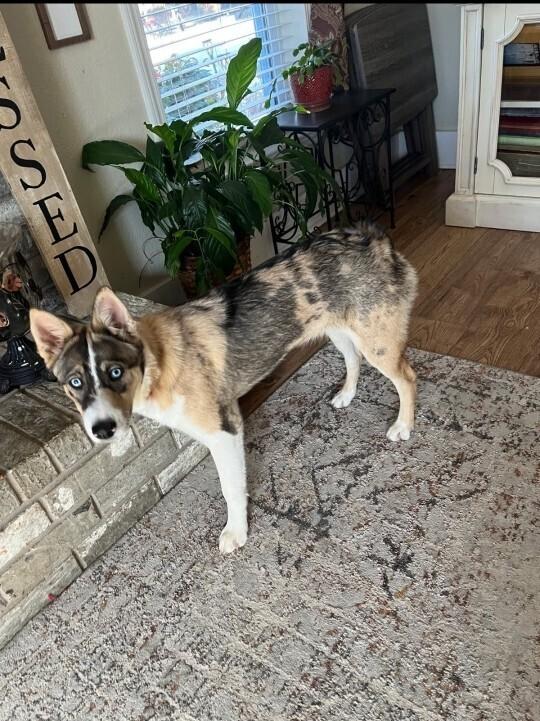 Enlarge Olive, a Adoptable mixed breed in Henniker, NH image 2/2