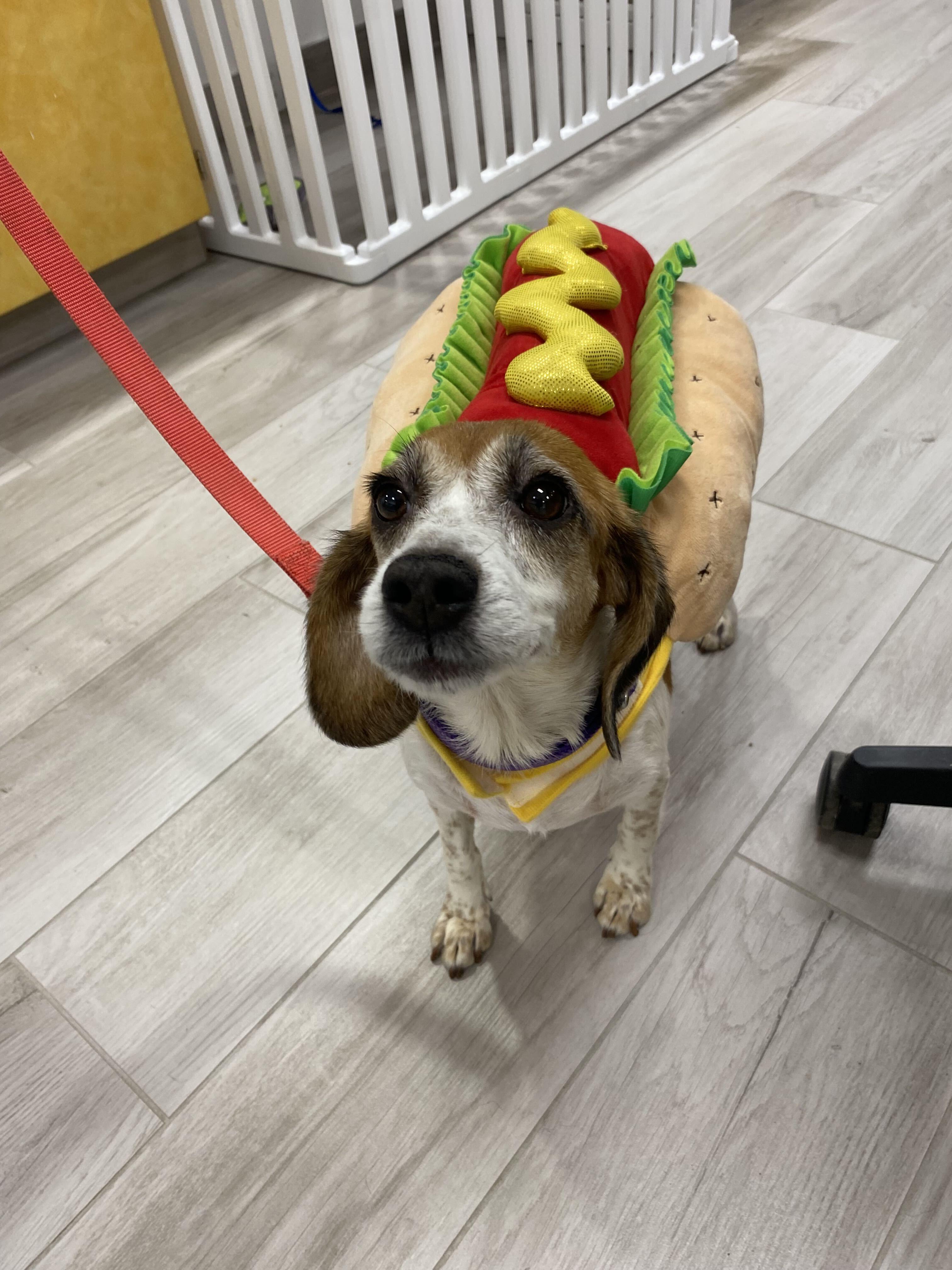 Olga, a ADOPTABLE Beagle in Maidens, VA image 3/5