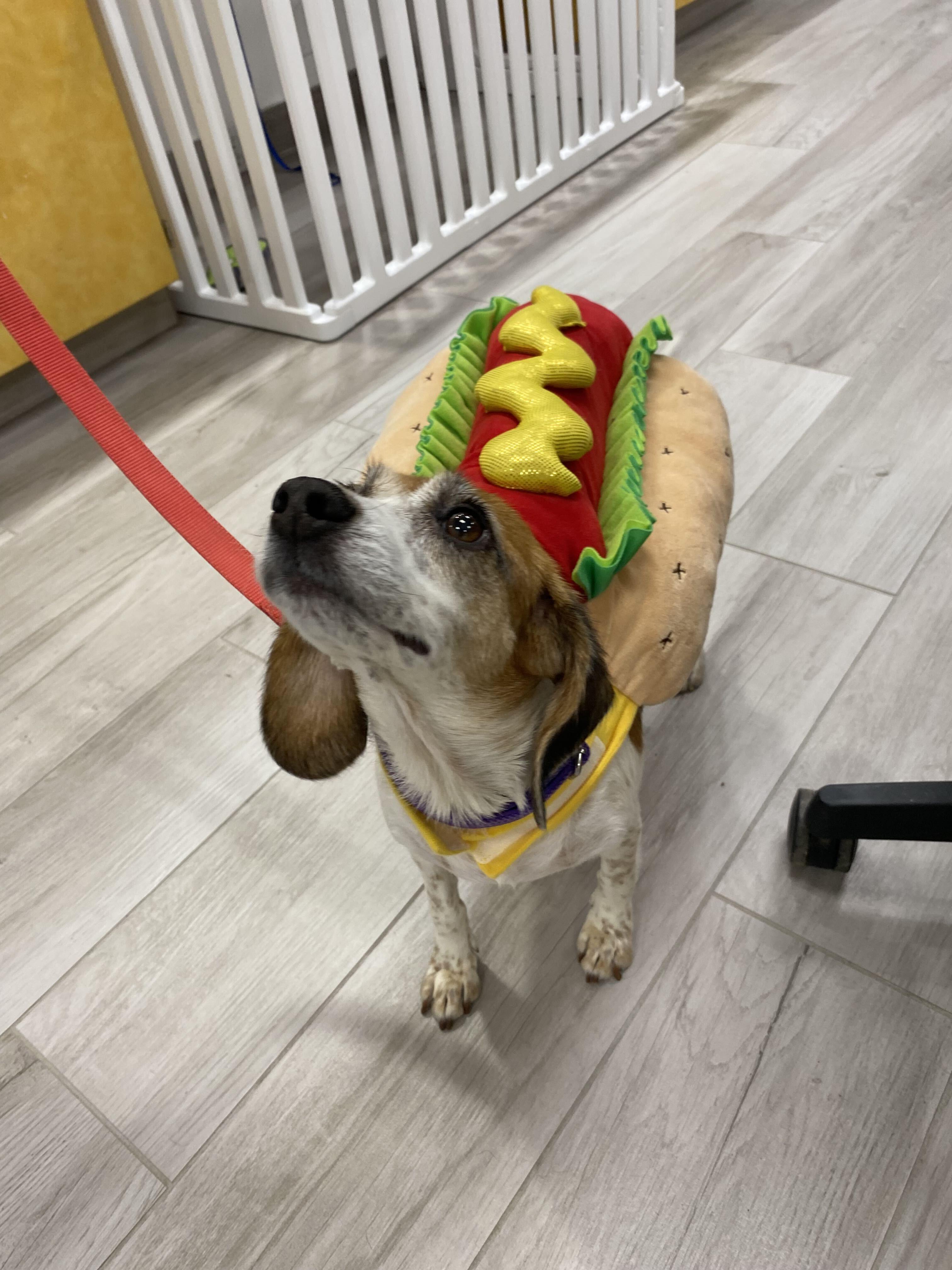 Olga, a ADOPTABLE Beagle in Maidens, VA image 4/5