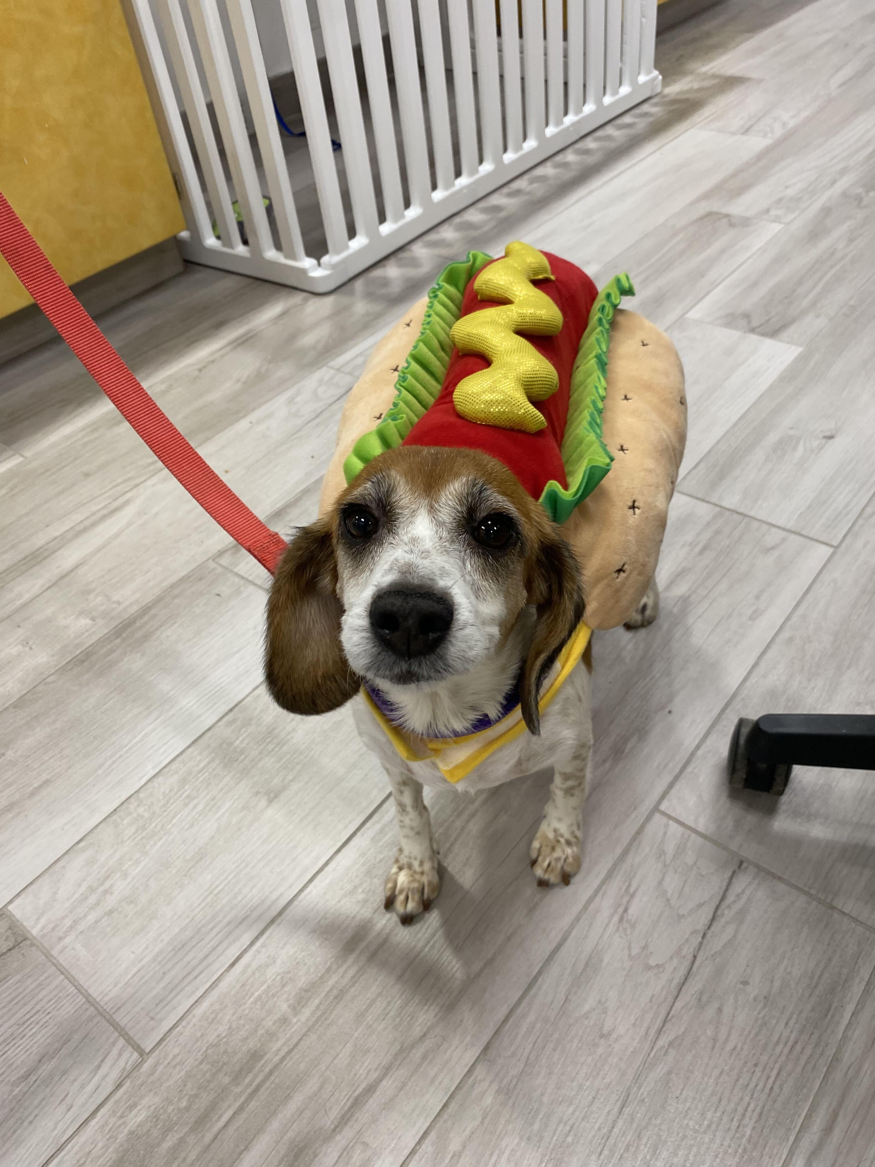 Olga, a ADOPTABLE Beagle in Maidens, VA image 5/5