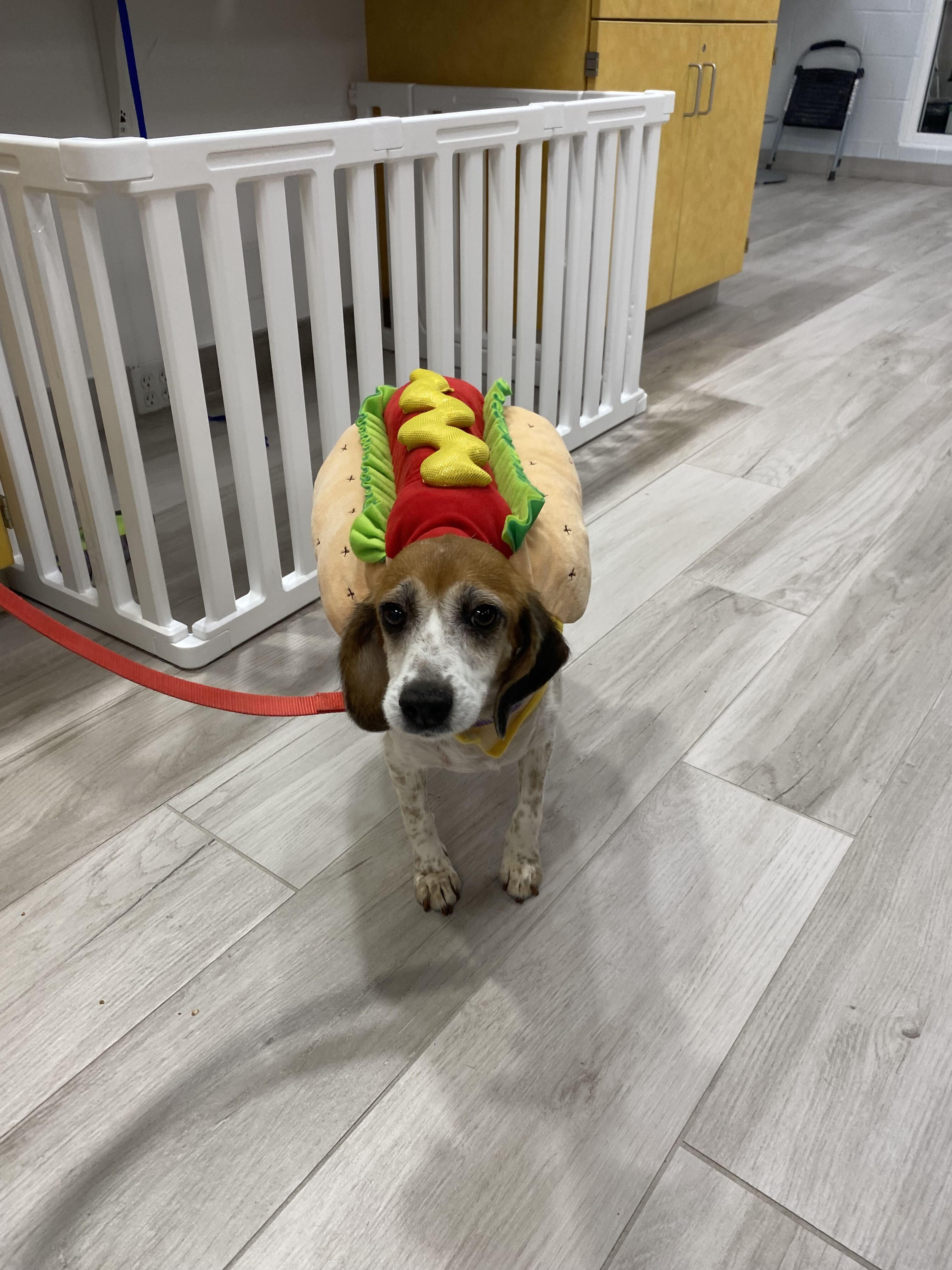Olga, ADOPTABLE, Adult Female Beagle.