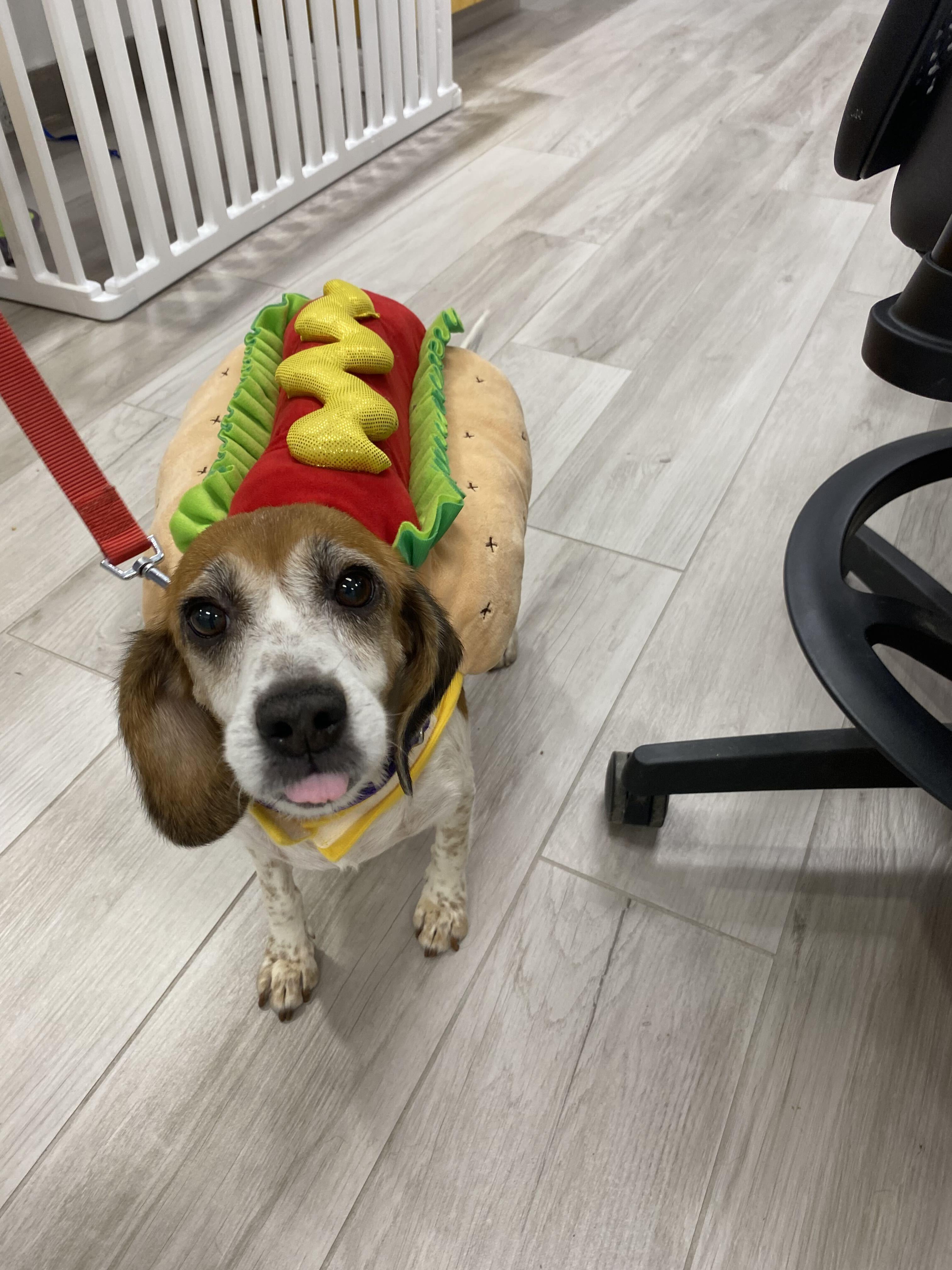 Olga, a ADOPTABLE Beagle in Maidens, VA image 2/5