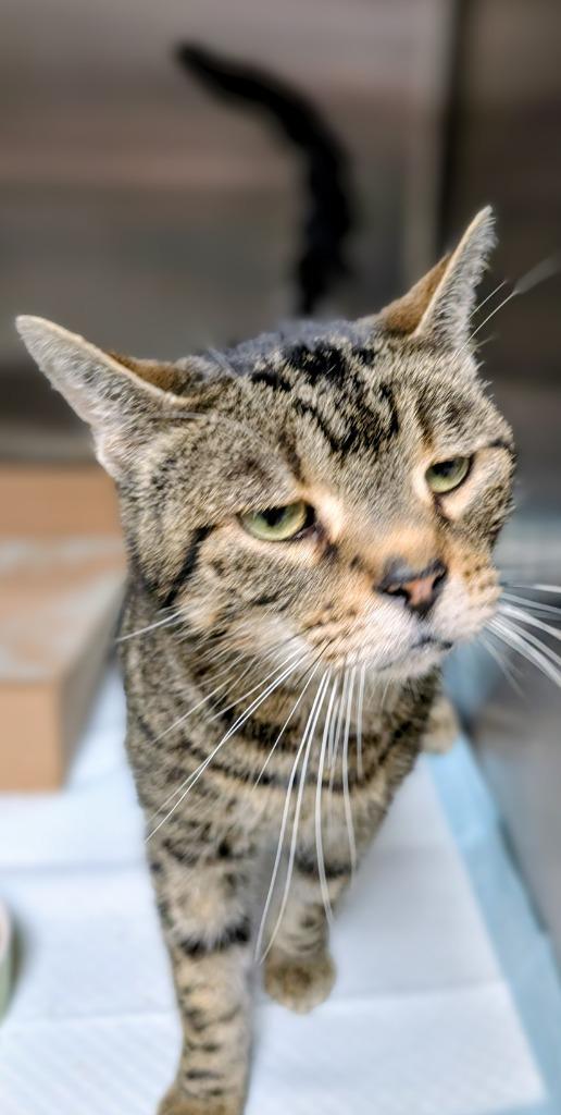 Herb, Adoptable, Adult Male Domestic Short Hair.