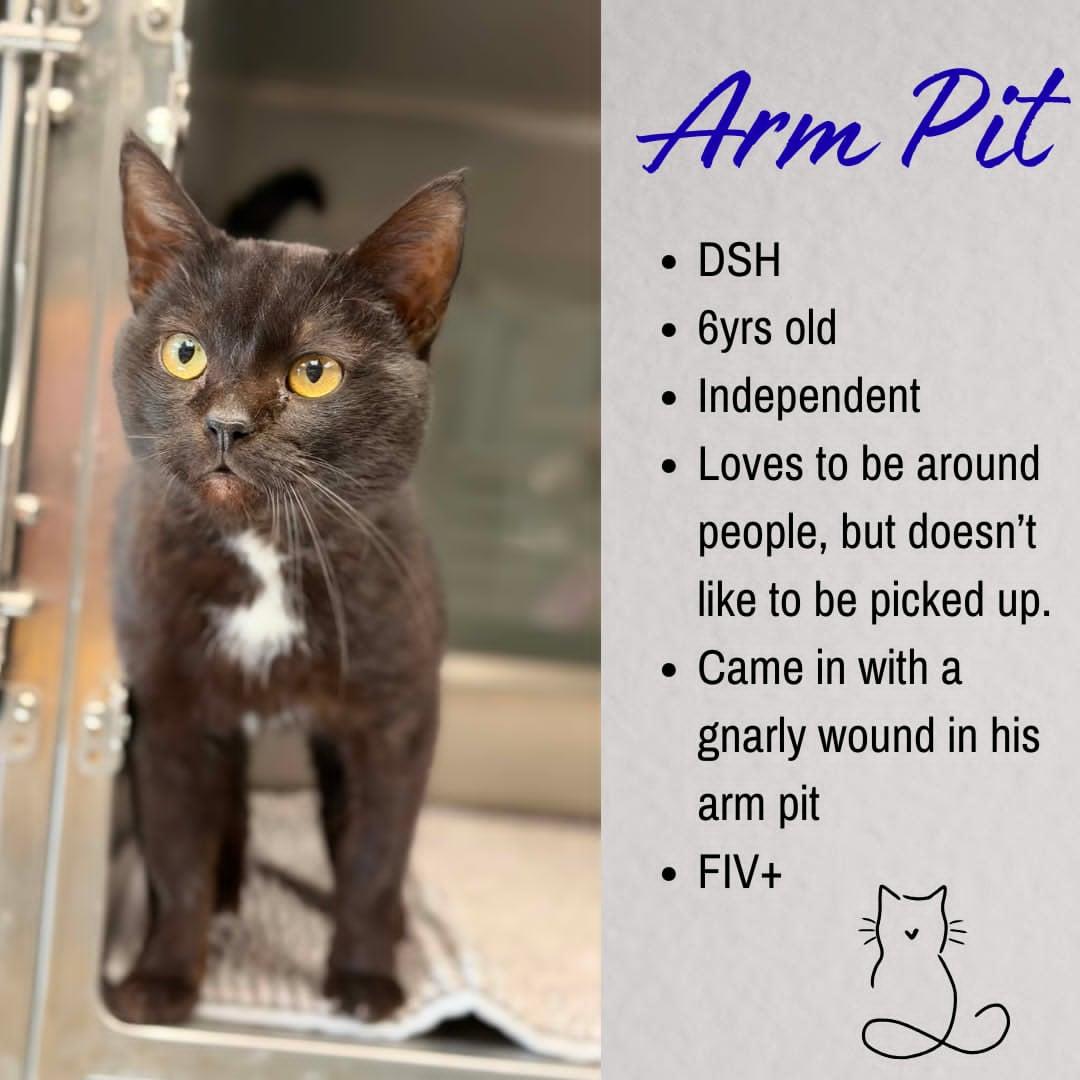 Armpit, adoptable, Adult Male Domestic Short Hair.