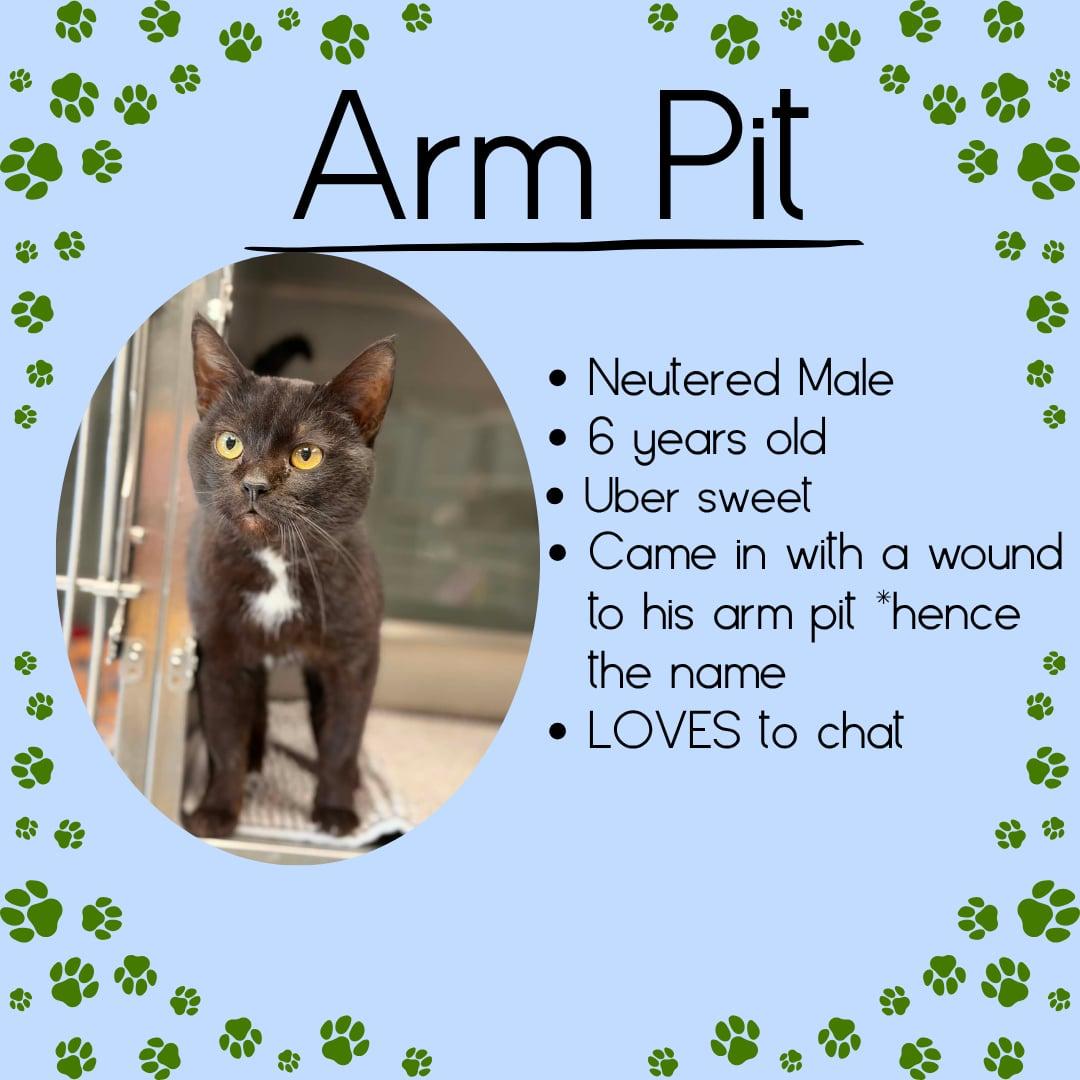 Armpit, ADOPTABLE, Adult Male Domestic Short Hair.