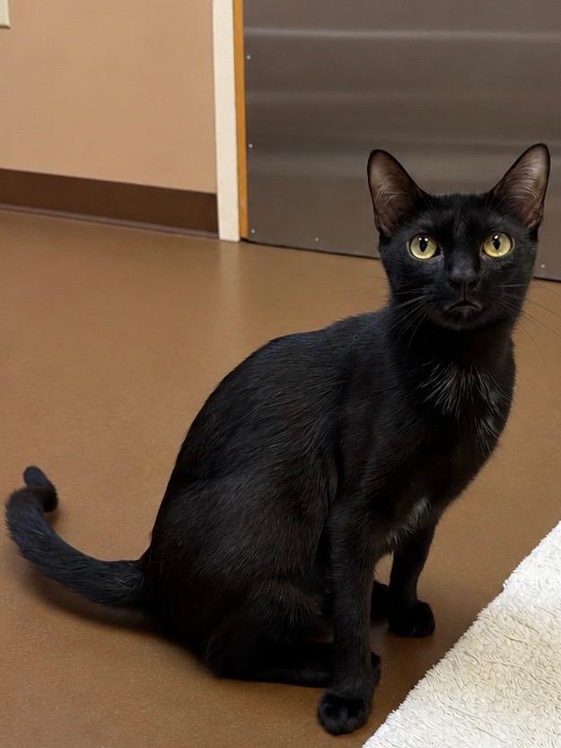 Raina, Adoptable, Young Female Domestic Short Hair.