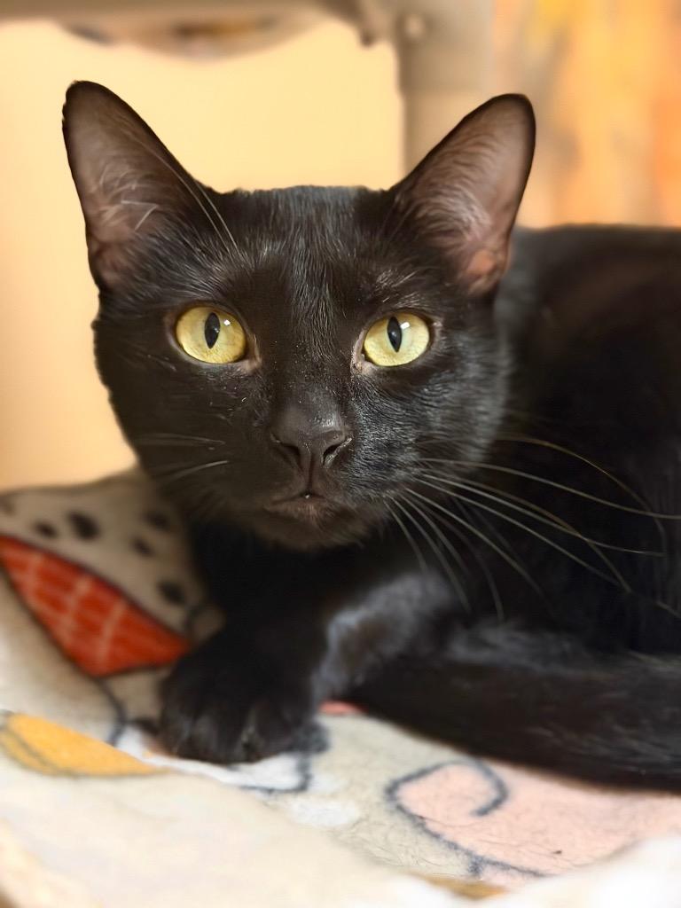 Enlarge Raina, a Adoptable Domestic Short Hair in Ocala, FL image 2/3
