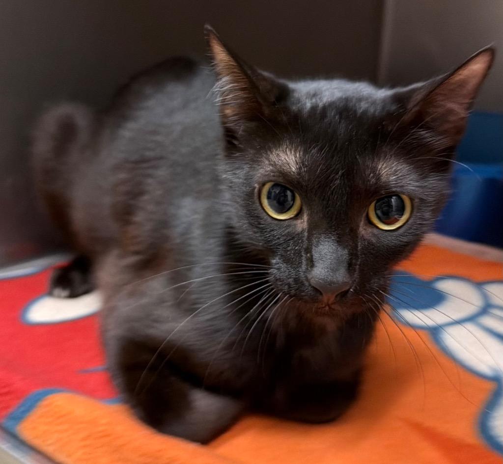 Raina, a Adoptable Domestic Short Hair in Ocala, FL image 2/2