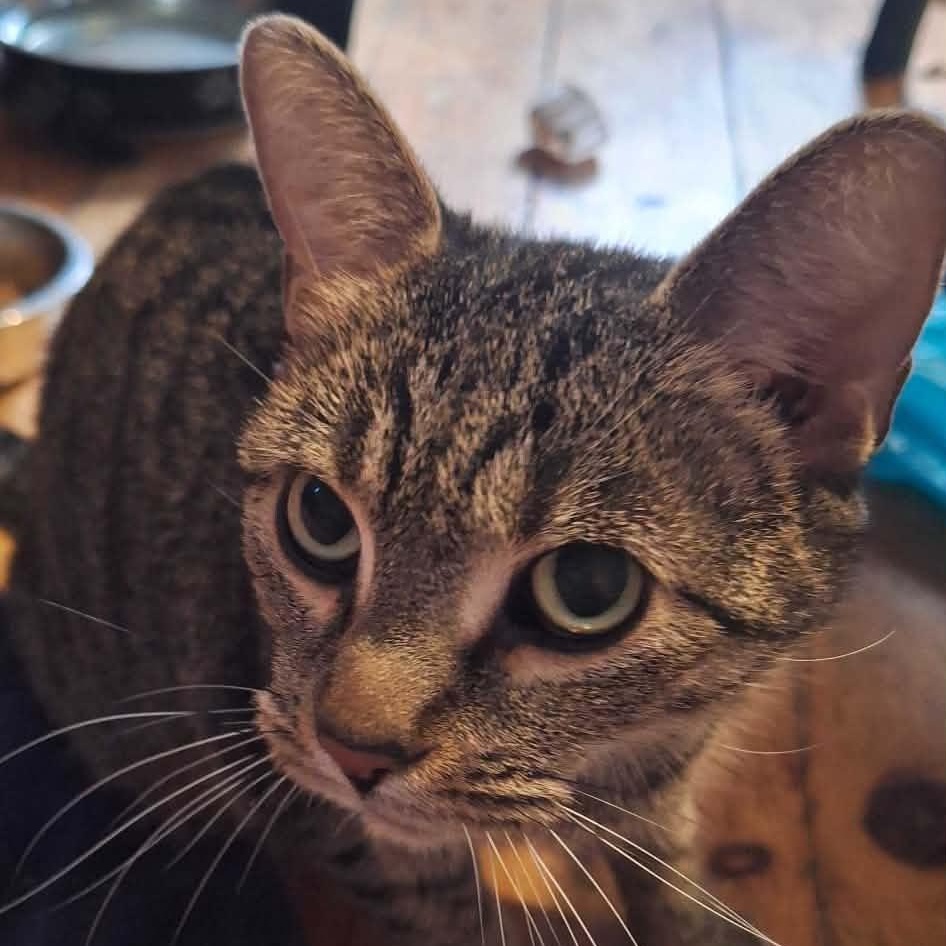 Molly, adoptable, Adult Female Domestic Short Hair.