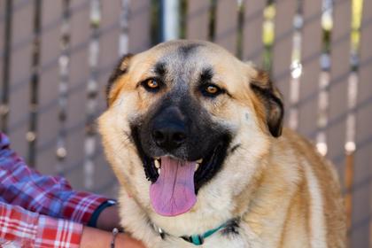 Enlarge Amelia, a ADOPTABLE Anatolian Shepherd in Santa Cruz, CA image 2/6