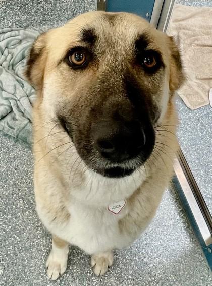 Enlarge Amelia, a ADOPTABLE Anatolian Shepherd in Santa Cruz, CA image 5/6