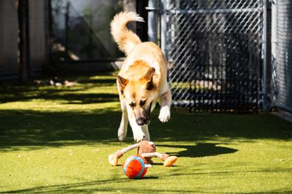 Enlarge Amelia, a ADOPTABLE Anatolian Shepherd in Santa Cruz, CA image 4/6