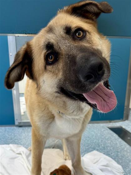 Enlarge Amelia, a ADOPTABLE Anatolian Shepherd in Santa Cruz, CA image 6/6