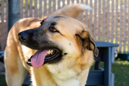 Enlarge Amelia, a ADOPTABLE Anatolian Shepherd in Santa Cruz, CA image 1/6