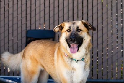 Enlarge Amelia, a ADOPTABLE Anatolian Shepherd in Santa Cruz, CA image 3/6