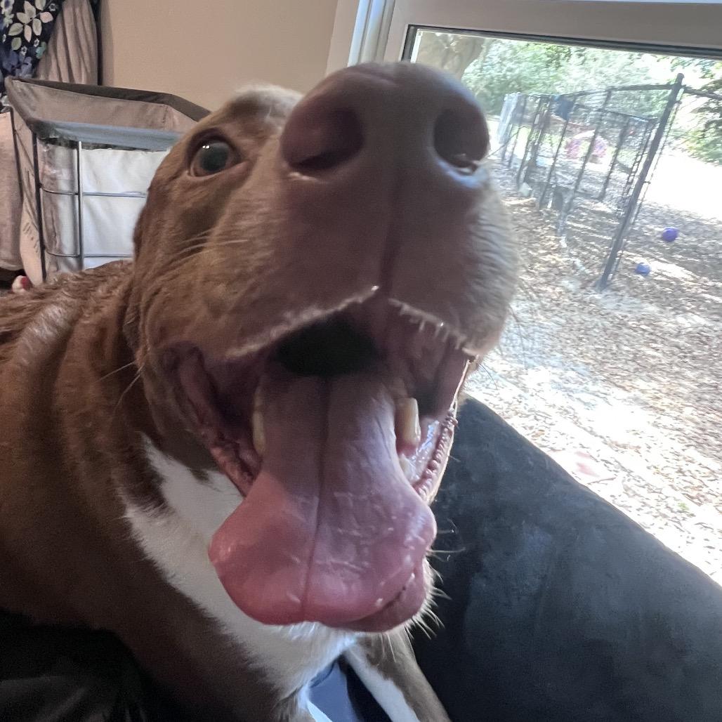 Scotty — thumbnail 2