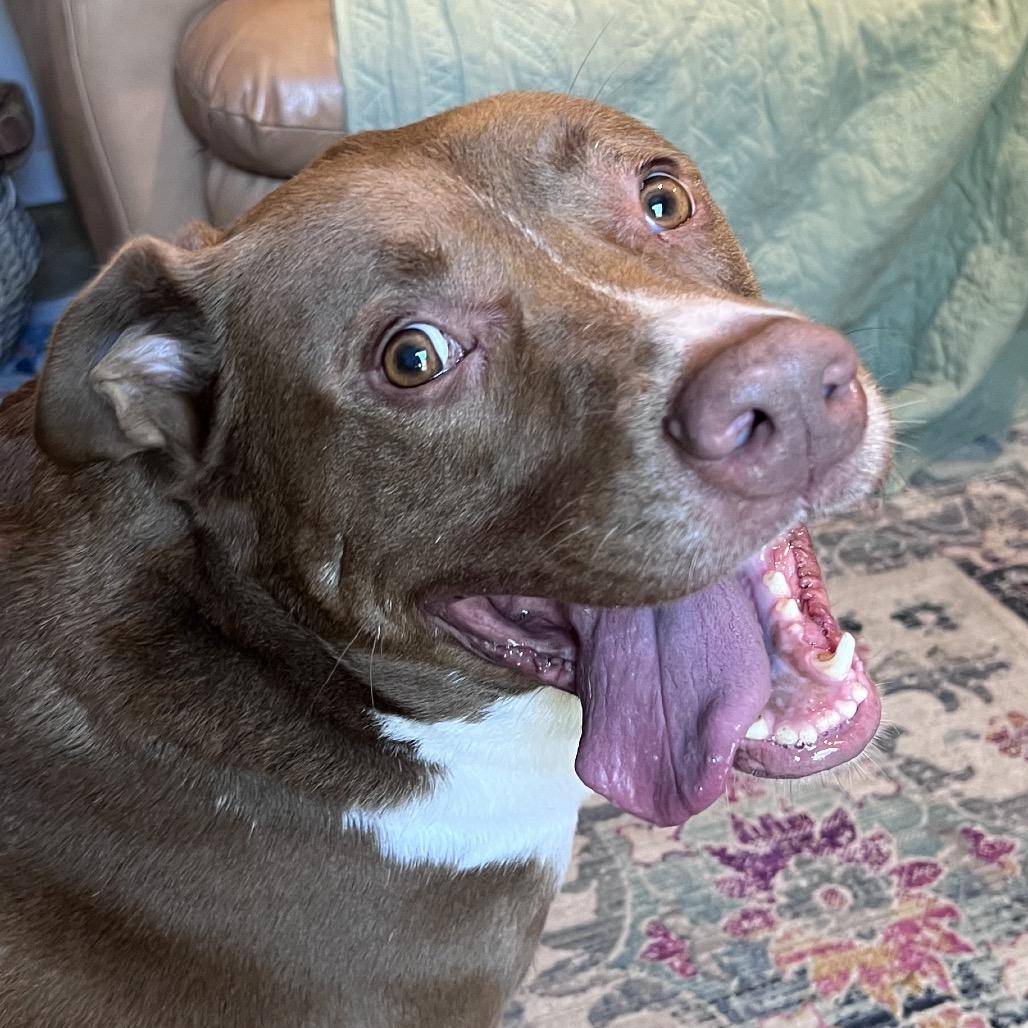 Scotty — thumbnail 3