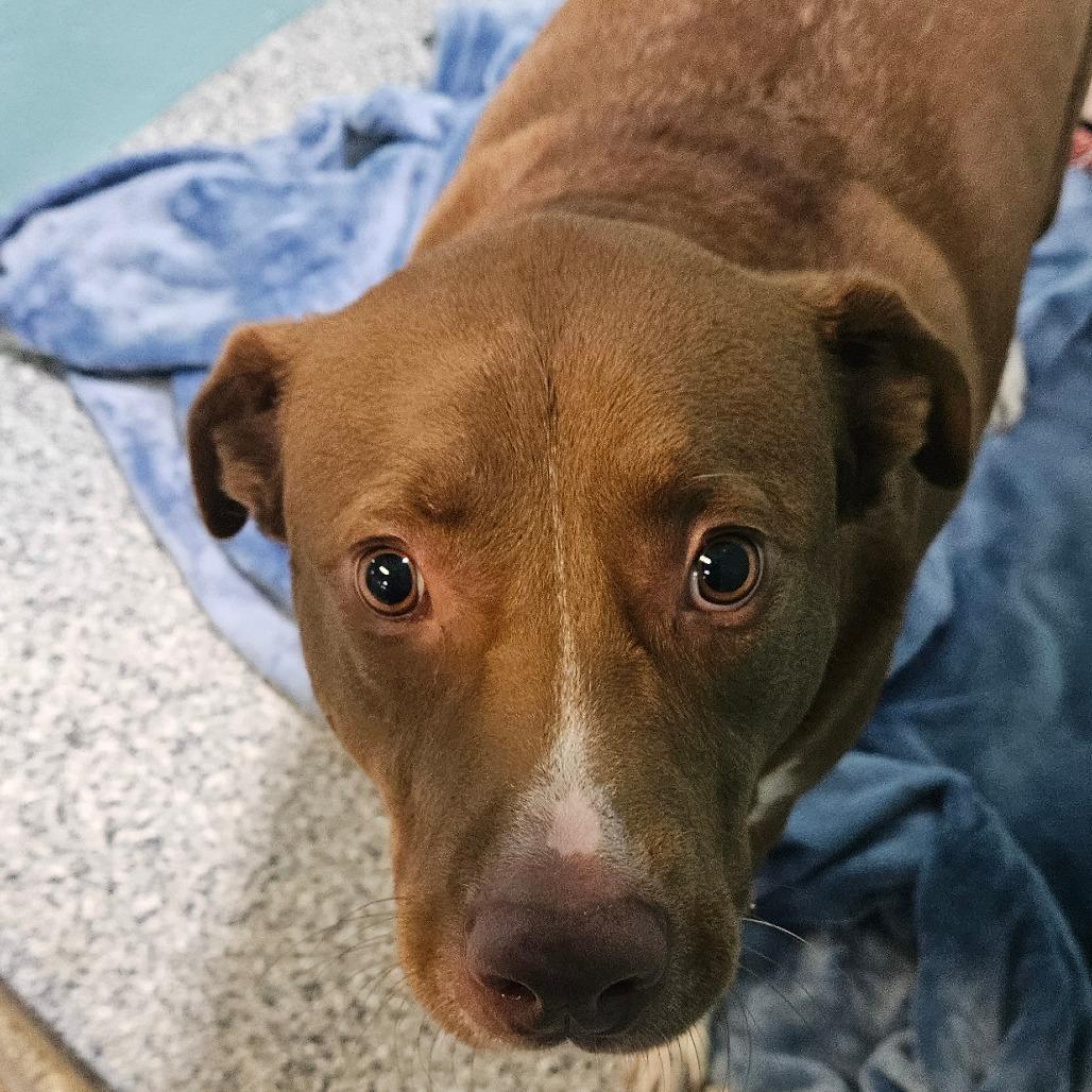 Scotty — thumbnail 4