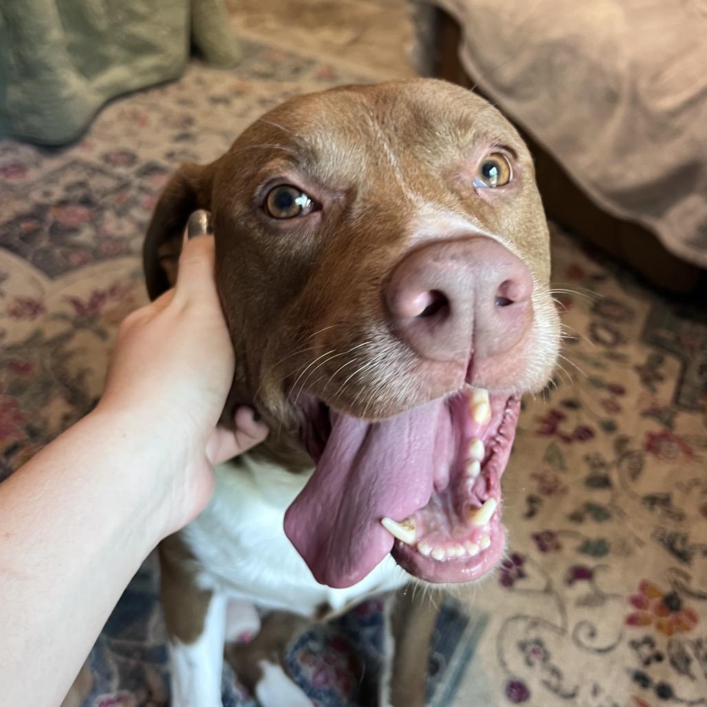 Scotty — thumbnail 5