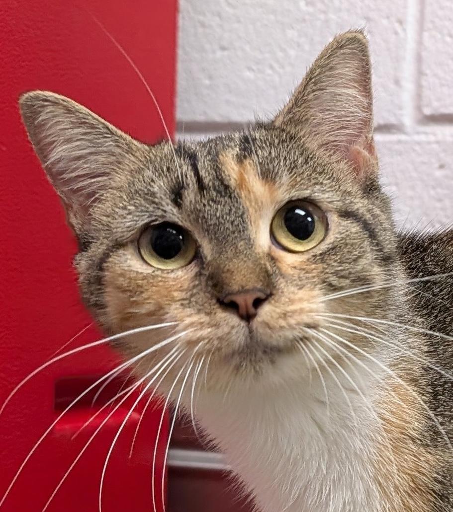 Enlarge Pipsy, a Adoptable Domestic Short Hair in Smithfield, NC image 1/5