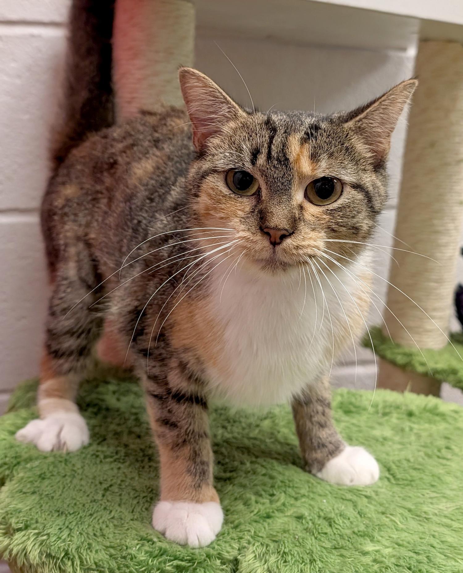 Enlarge Pipsy, a Adoptable Domestic Short Hair in Smithfield, NC image 2/5