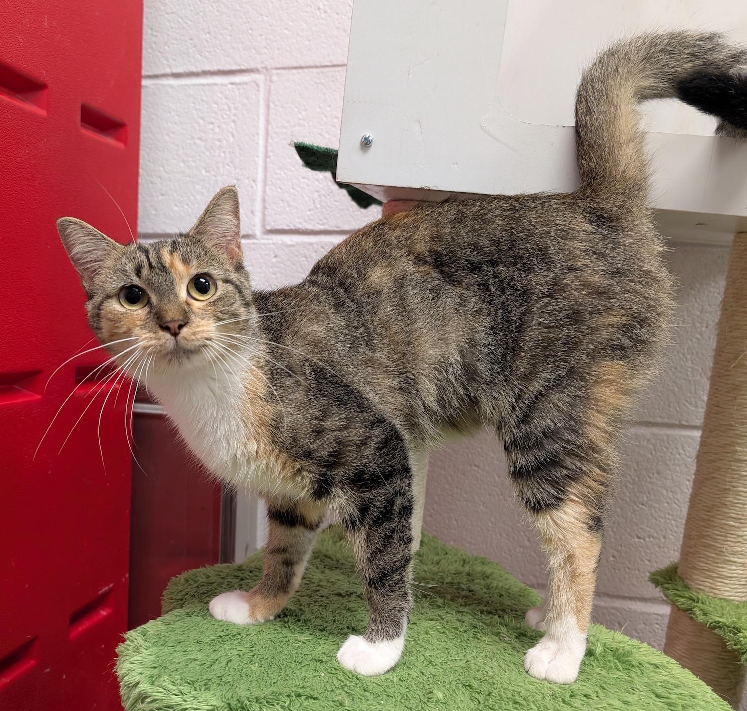 Enlarge Pipsy, a Adoptable Domestic Short Hair in Smithfield, NC image 3/5