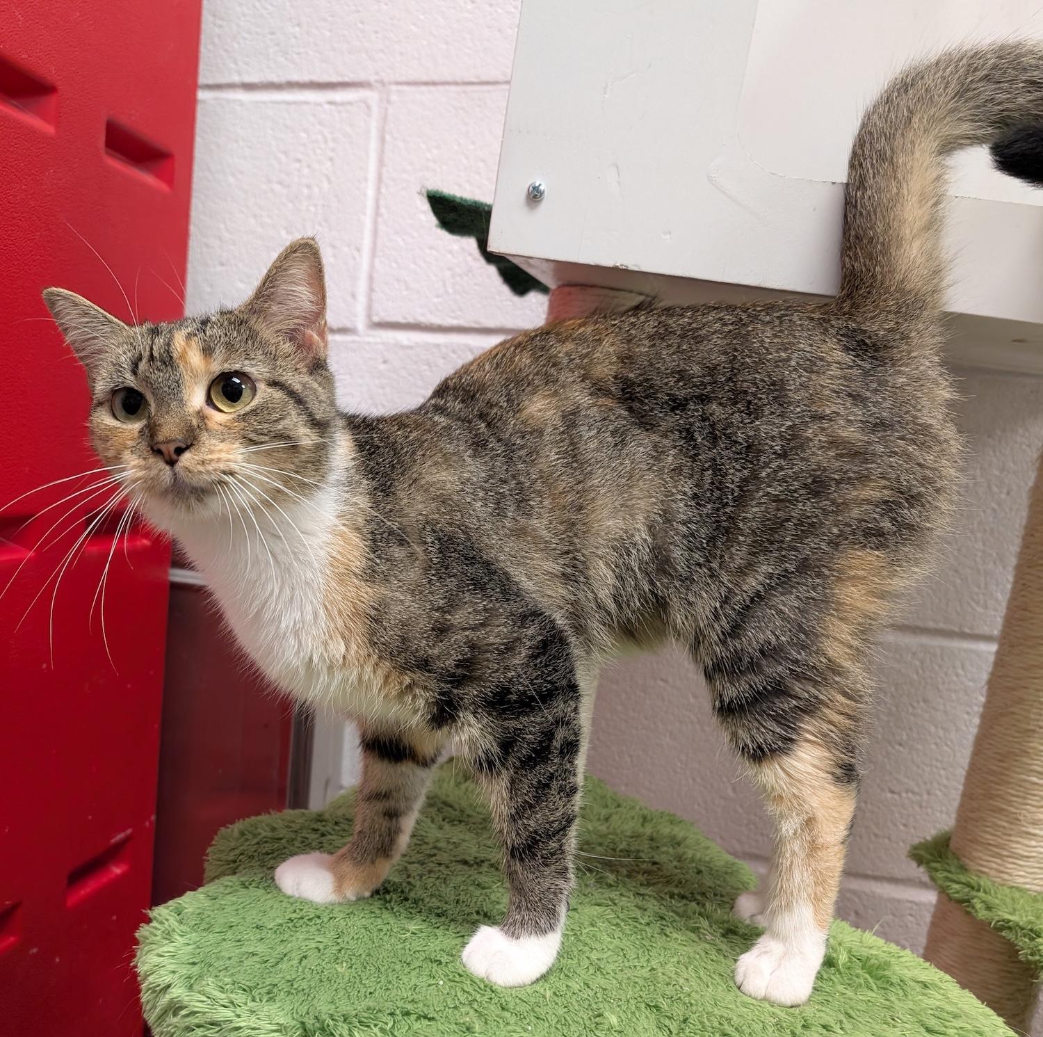 Enlarge Pipsy, a Adoptable Domestic Short Hair in Smithfield, NC image 4/5