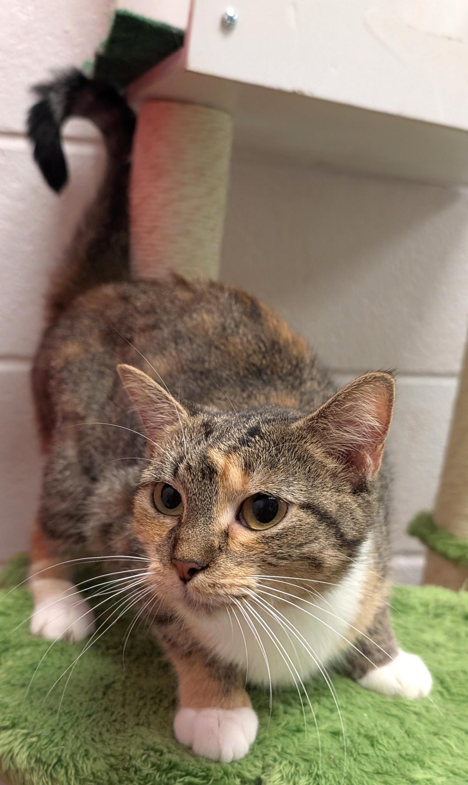 Enlarge Pipsy, a Adoptable Domestic Short Hair in Smithfield, NC image 5/5