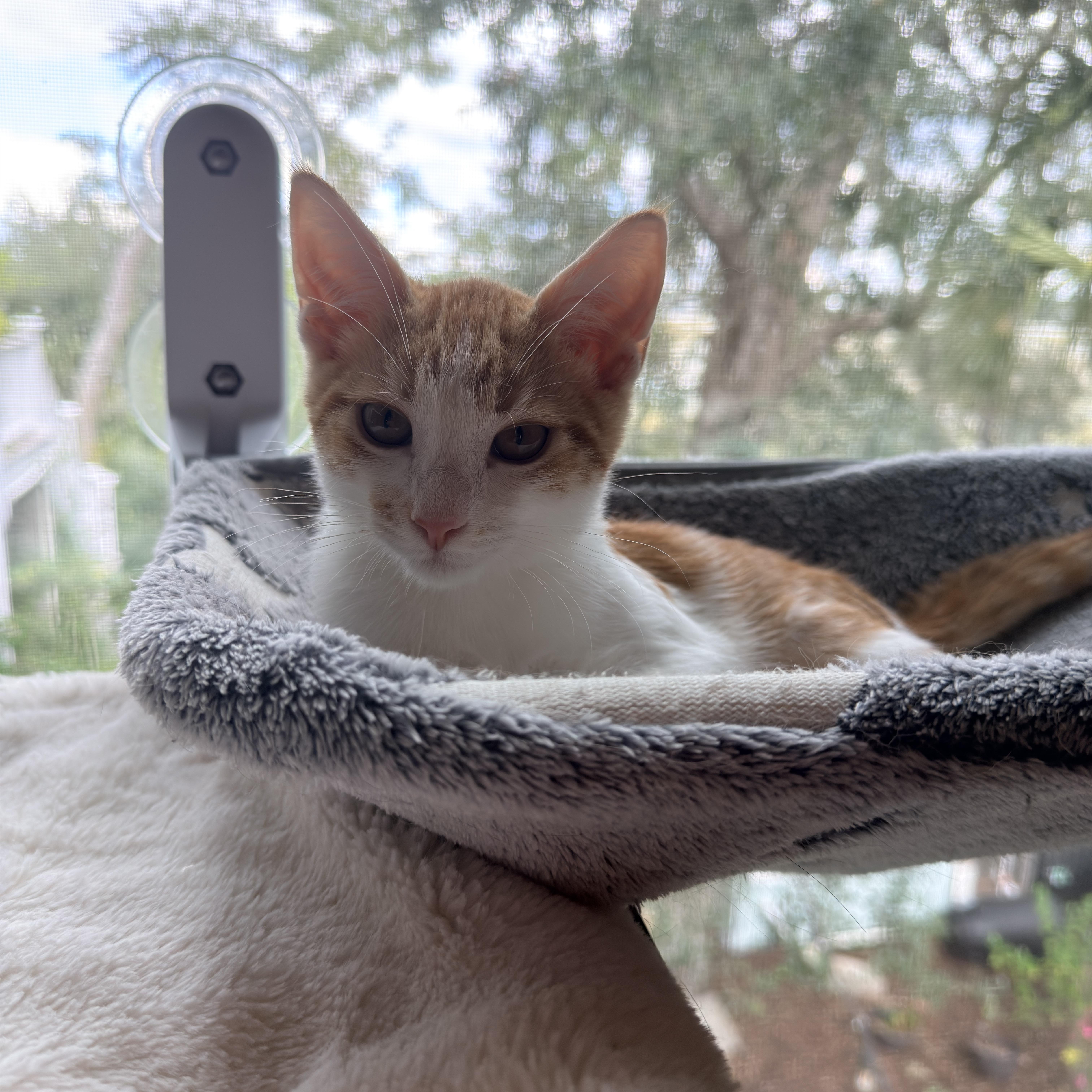 Enlarge Nutter Butter, a Adoptable Domestic Short Hair in Mount Pleasant, SC image 3/5