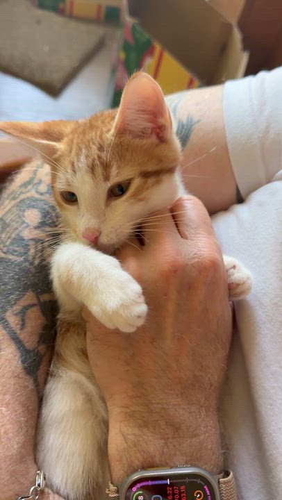 Enlarge Nutter Butter, a Adoptable Domestic Short Hair in Mount Pleasant, SC video 5/5