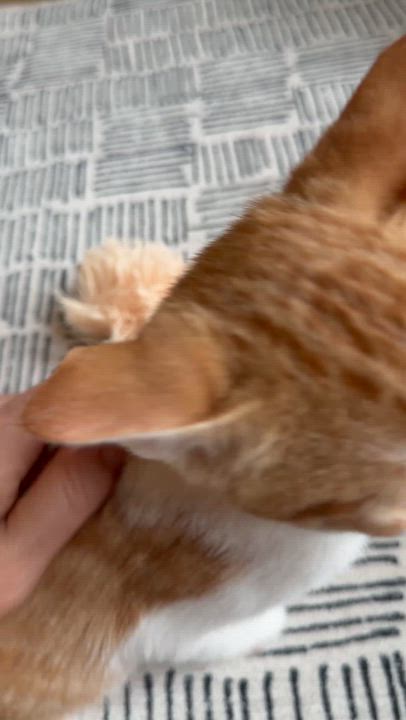 Enlarge Nutter Butter, a Adoptable Domestic Short Hair in Mount Pleasant, SC video 2/5
