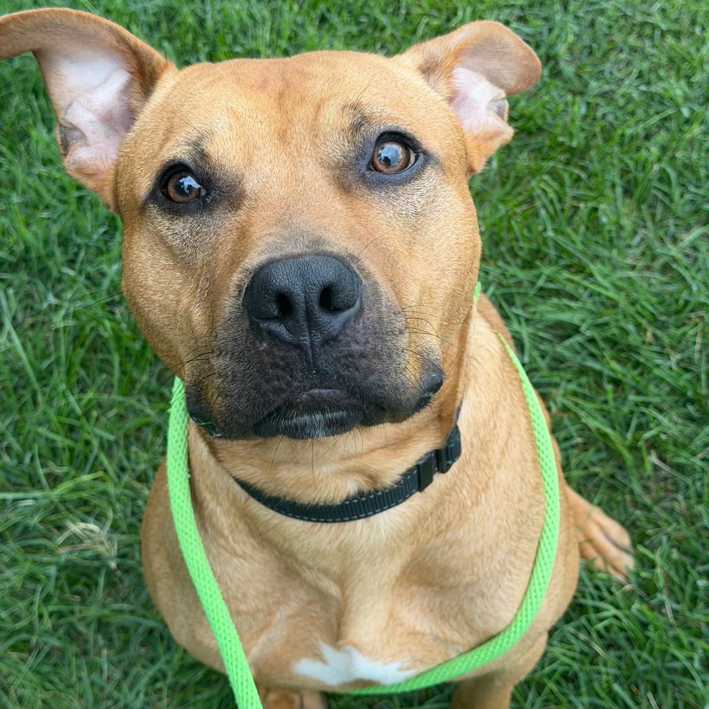 Walnut, Adoptable, Adult Male Rhodesian Ridgeback.