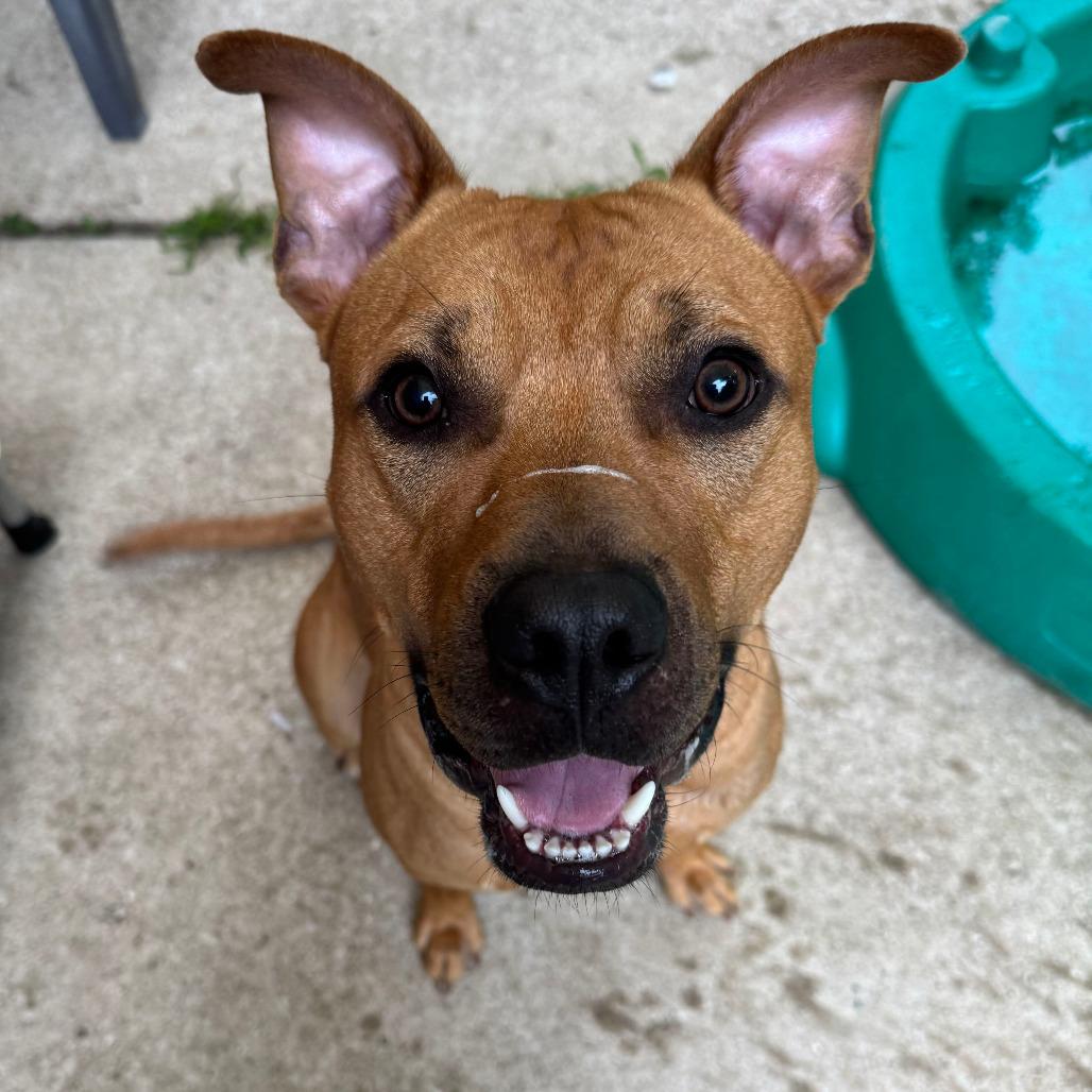 Walnut, a Adoptable Rhodesian Ridgeback in Grand Rapids, MI image 2/5