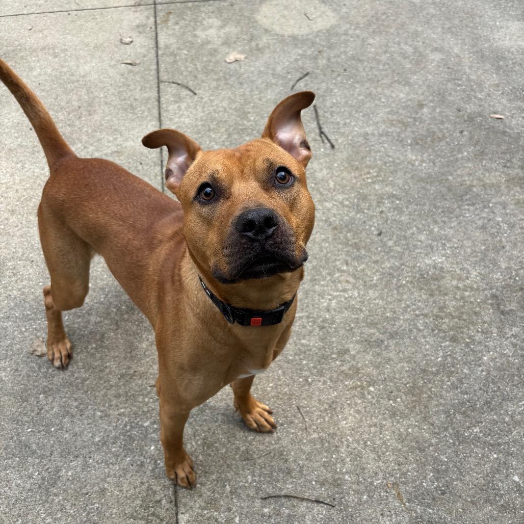 Walnut, a Adoptable Rhodesian Ridgeback in Grand Rapids, MI image 3/5