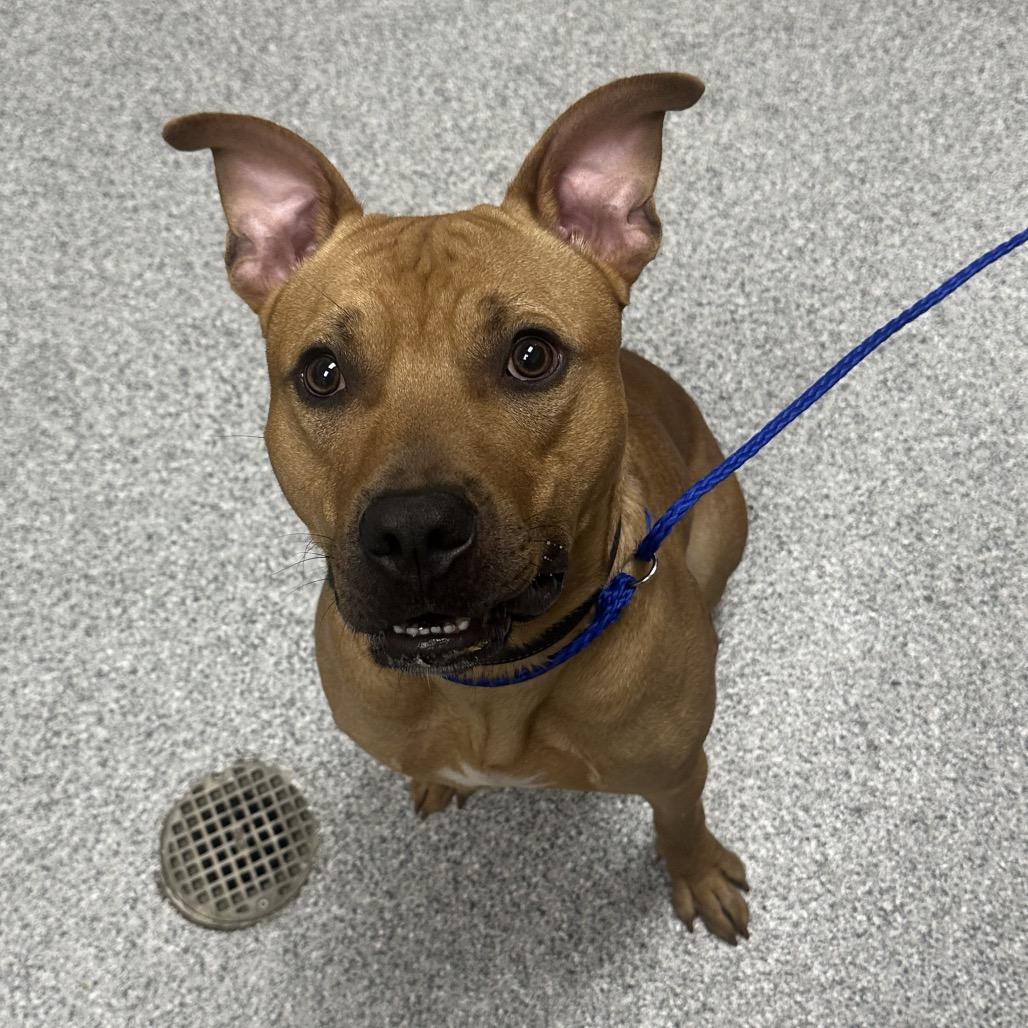 Walnut, a Adoptable Rhodesian Ridgeback in Grand Rapids, MI image 4/5