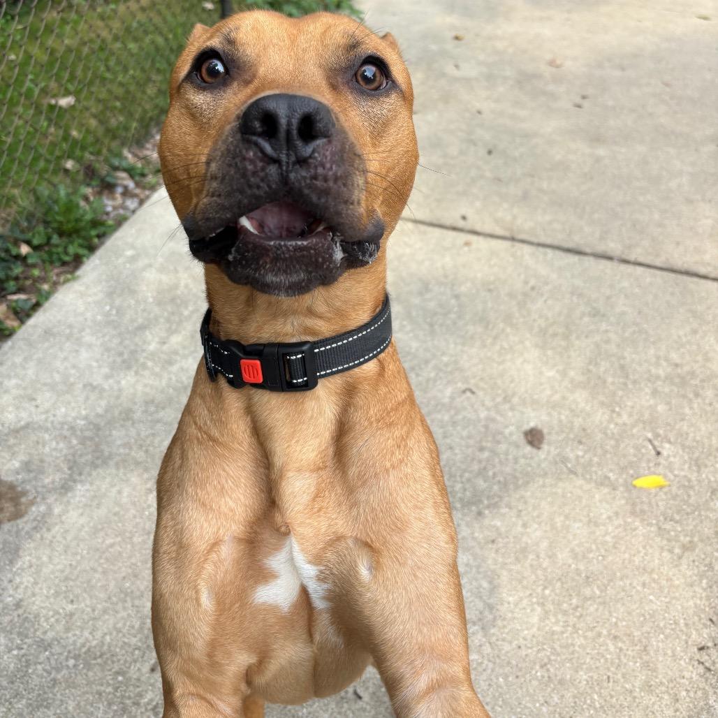 Walnut, a Adoptable Rhodesian Ridgeback in Grand Rapids, MI image 5/5